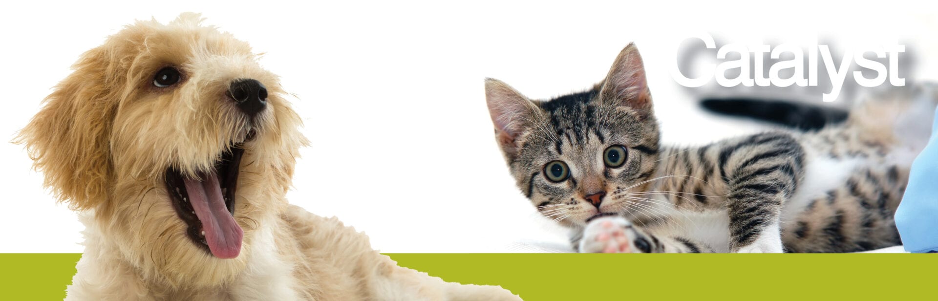 Pets-feature